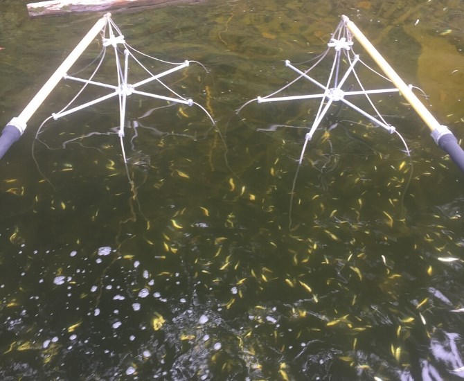 Attachments on the front of the boat conducting electric shocks into the water, called anodes.