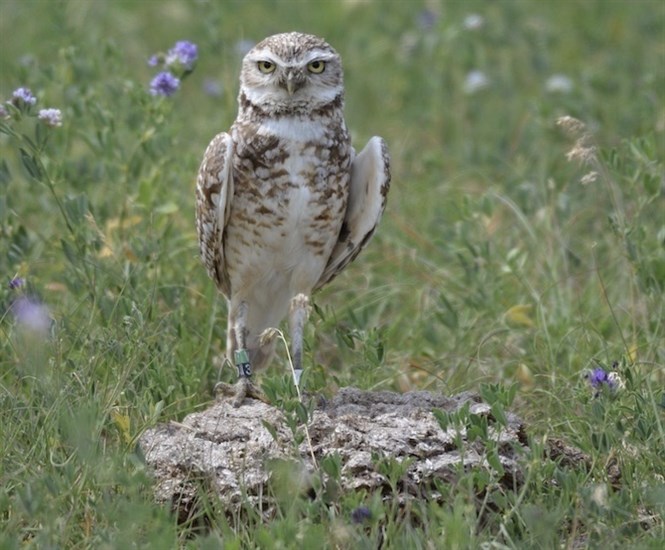 Burrowing owl