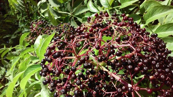 Elderberries