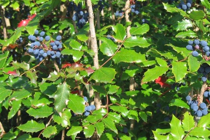 Oregon grapes