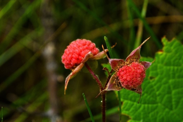 Thimbleberries