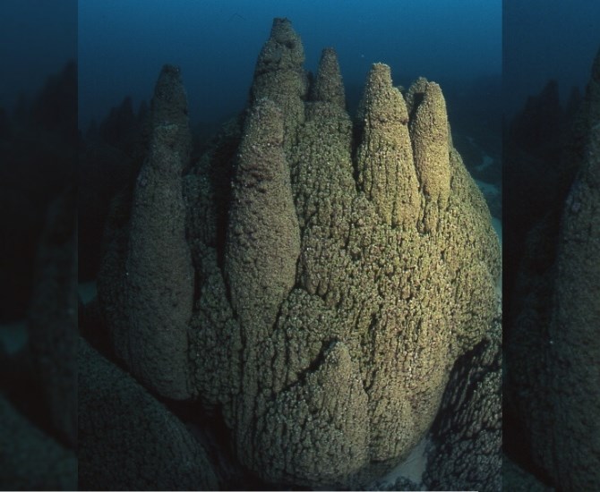 The microbialites were coral-like structures formed from the fossils of ancient organisms, located at the bottom of Pavilion and Kelly Lakes.