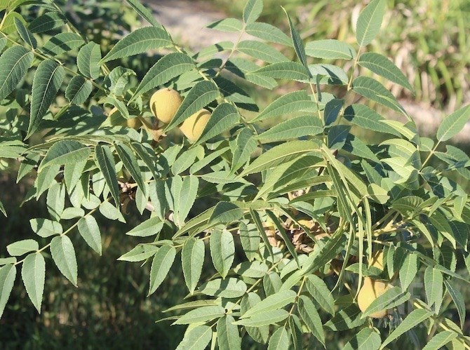 These are black walnuts.