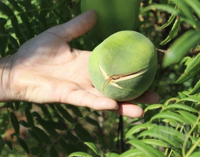 The yellow horn bursts open and spills small nuts on the ground when they're ripe. Collecting them can be time consuming but 