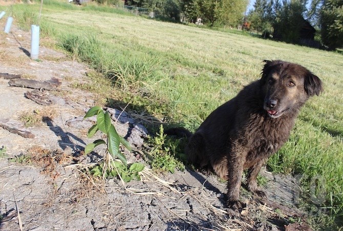 Dureault's dog Moose sits next to a pawpaw tree that's old enough to tolerate the sun. Younger trees have to be shielded for the first two years.