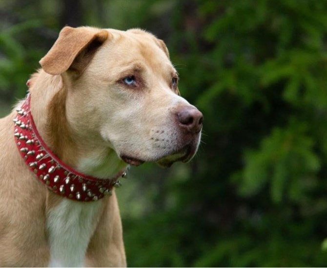 Greenland's rescue dog Louie, a mix between Pit Bull, Husky, German Shepard, and Rottweiler. 