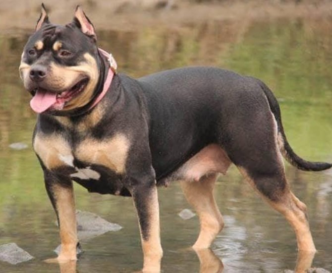 Breezy, a registered American Bully.  