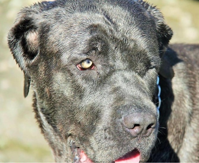 Haiti, a Cane Corso.