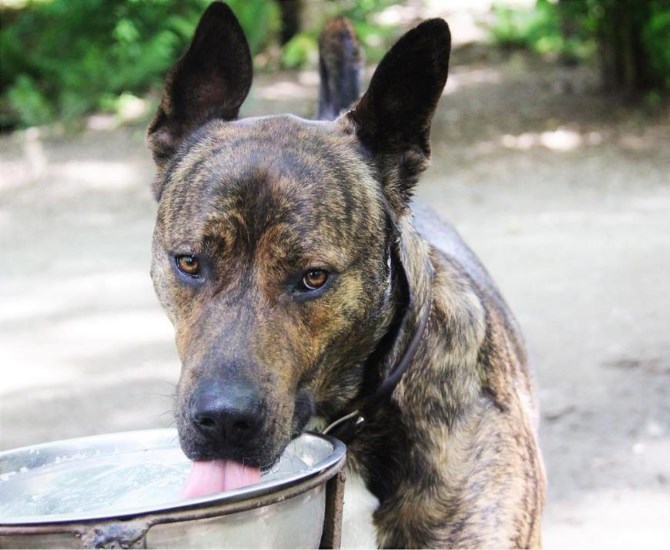 A bully breed mix spotted at a B.C. dog park.