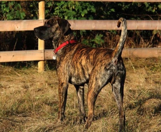 A mastiff, named Jax. 