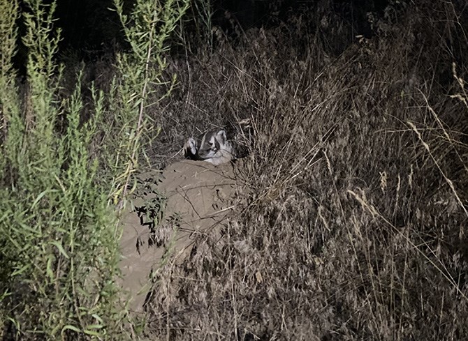 Dil Brar said this badger appeared 'quite friendly,' something not common amongst the species.