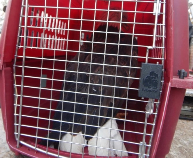 Local Conservation Officer Joel Kline attended to secure the injured eagle in a kennel.