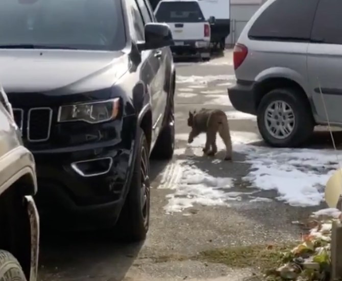 Kamloops resident Joyce Smienk captured photos of the bobcat in her front driveway Sunday, Oct. 25, 2020.