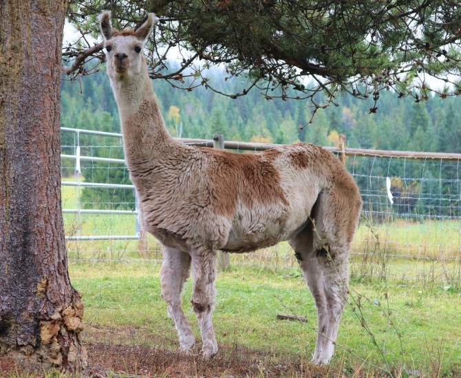 The Llama Sanctuary has been operating in Chase B.C. for the last 15 years.