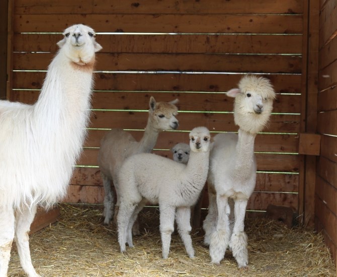 The Llama Sanctuary has been operating in Chase B.C. for the last 15 years.