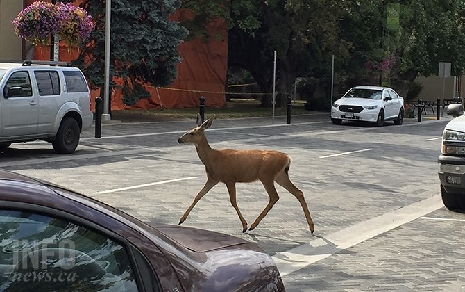 A deer crosses a street in Penticton in this undated photo. 