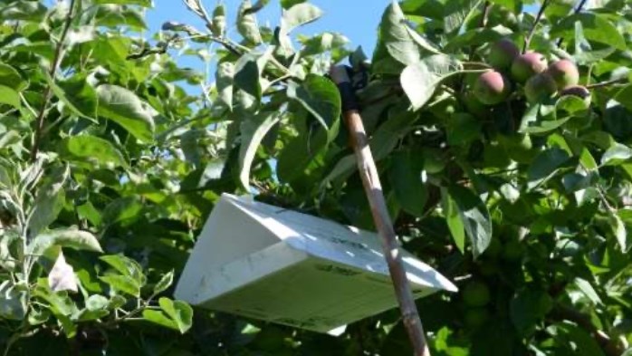 These traps are used for coddling moths. Fortunately, most of those caught are sterile.