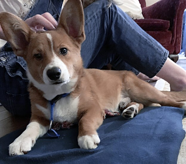 Joey was a bit shy and uncertain when he first arrived at his new home, however, within a few weeks his true personality shone through. 