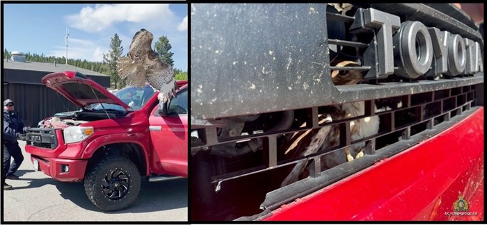 This hawk was lucky to get some help to aid its escape. 