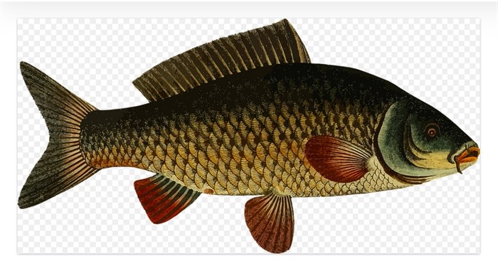 Common Carp.