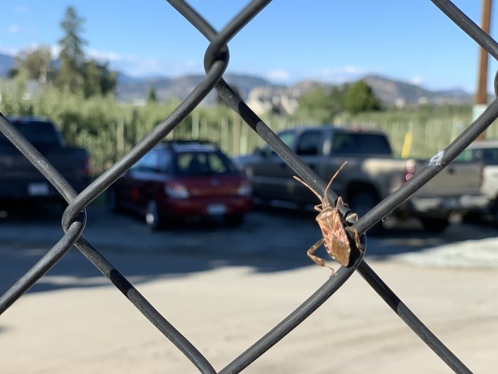 Western conifer seed bug