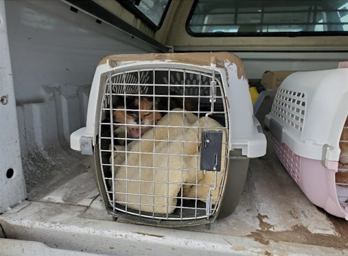 One of the cats that was rescued by Merritt RCMP Const. David Feller.