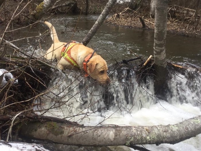 Ranger is a search and rescue dog in Kamloops. 