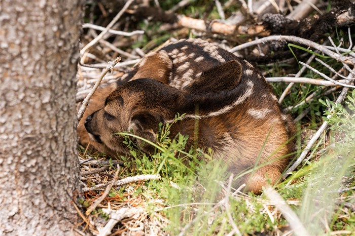 A fawn researchers are studying as part of the Southern Interior Mule Deer Project.