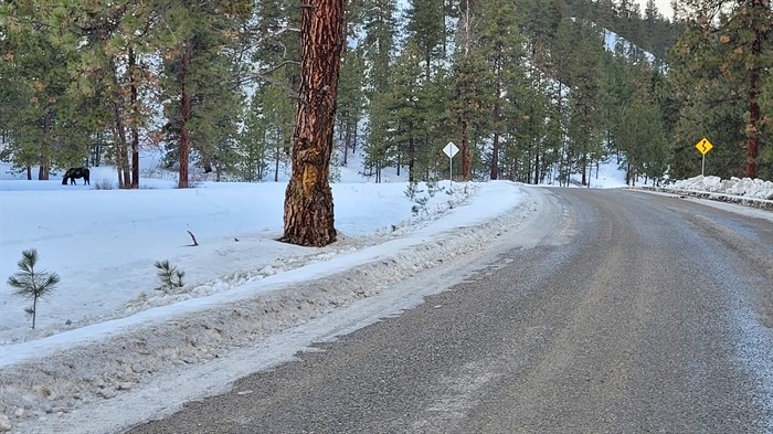 This horse was seen grazing beside Bathville Road west of Summerland. While there were no barriers between the snowy pasture and the road, there was a cattleguard nearby to prevent any large animals from wandering into town. 