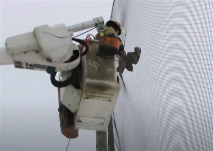 A B.C. Hydro worker untangles the owl from the netting at a baseball diamond in Enderby.