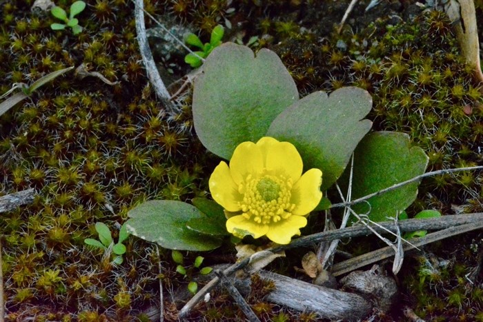 One of the earliest seasons was 2017 when this bloomed on Feb. 25.