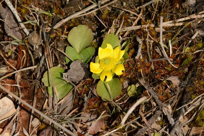 2021 was a late spring with this bloom arriving March 24.