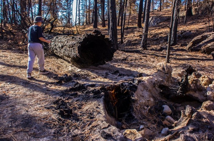 There are many danger trees in the area following a forest fire.