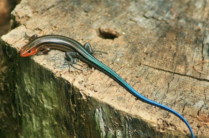 A Western skink lizard.