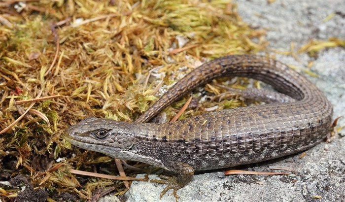 An alligator lizard.