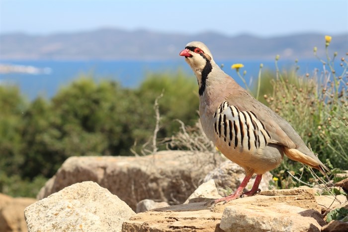 FILE PHOTO - Chukar