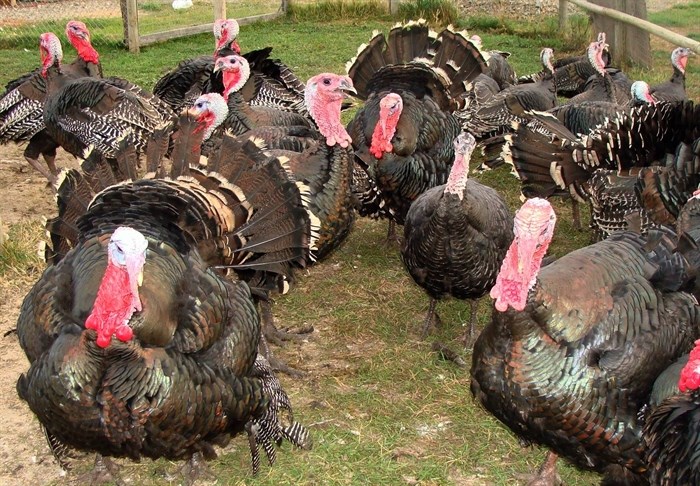 Bronze breasted Orlop Turkeys on Sullindeo Farm and Naturescapes Gardens in Kamloops. 