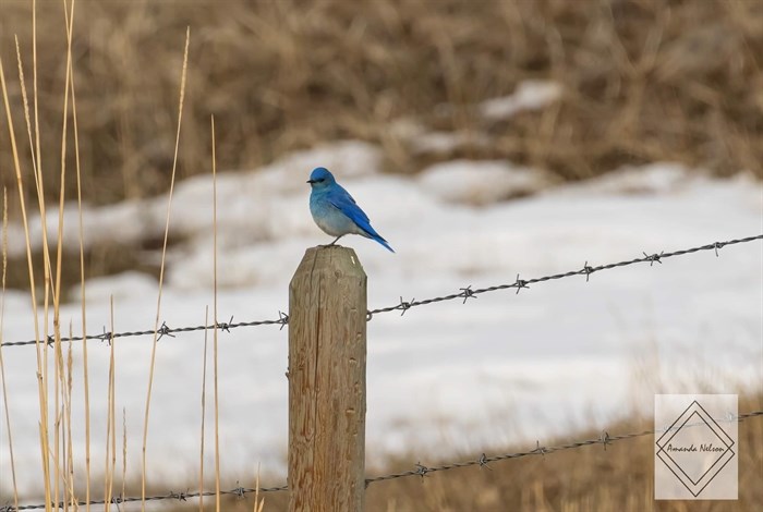 Mountain Bluebird, Clinton. 