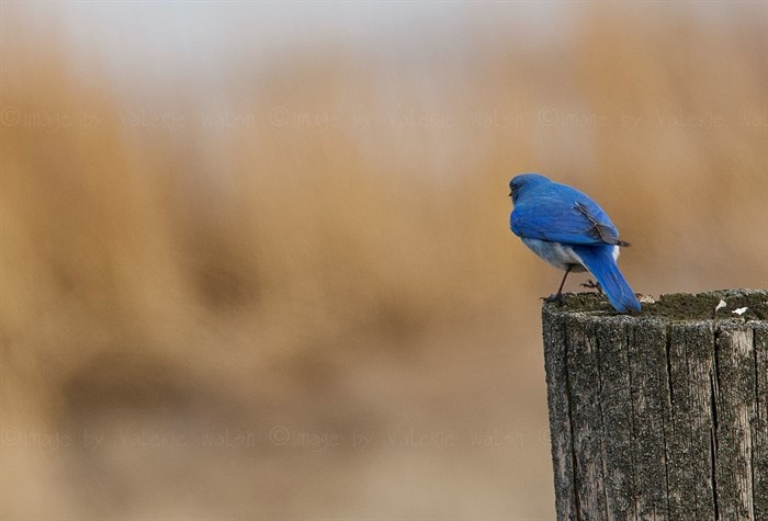 Mountain Bluebird, Shuswap. 