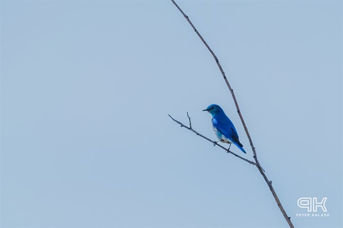 Mountain Bluebird, Grand Forks. 