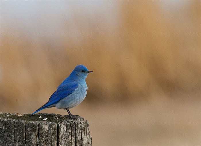 Mountain Bluebird, Shuswap. 