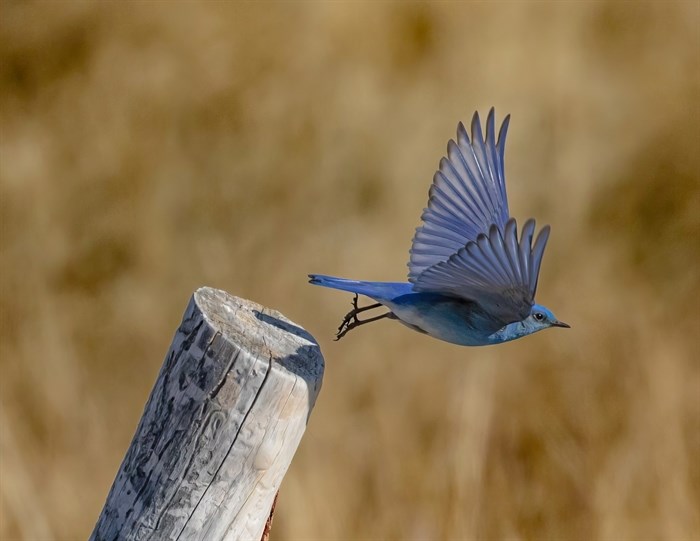 Mountain bluebird, Clinton.