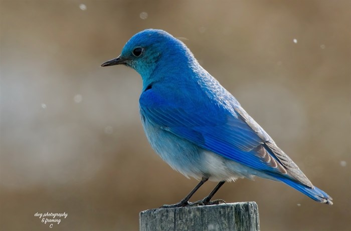 Mountain Bluebird, Kamloops. 