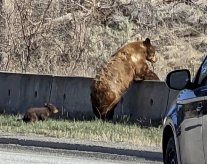 Bear cub and mother bear on Highland Road in Kamloops. 