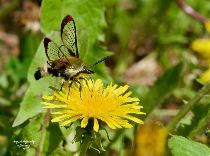 Hummingbird clearwing moth sucking nectar from dandelion near Kamloops. 