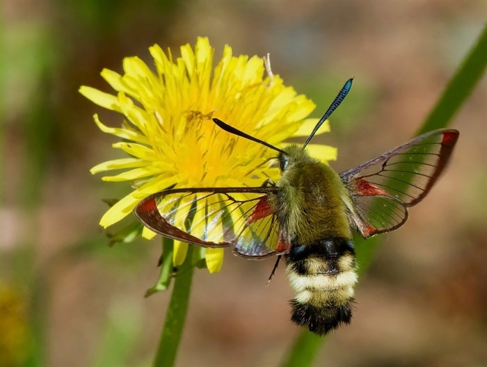 Hummingbird clearwing moth on a dandelion near Kamloops. 