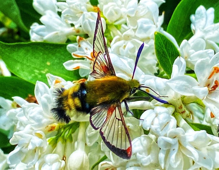 Hummingbird clearwing moth feeding on nectar from garden flowers in Kamloops. 