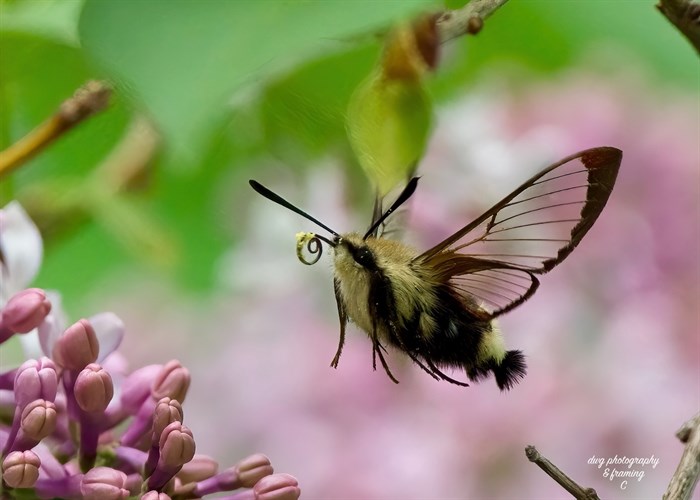 Hummingbird clearwing moth on lilacs near Kamloops. 