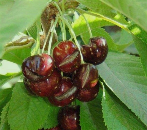 Cherries split after a rainfall.