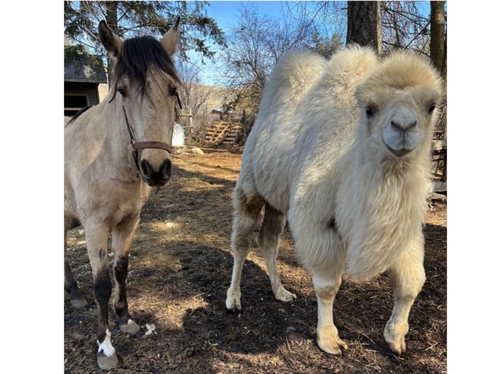 Maythem hanging out with Hank the horse.